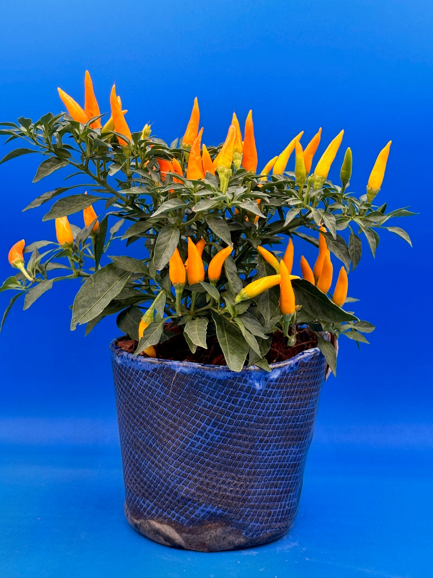 Rustic Texturized Planter - Deep Blue